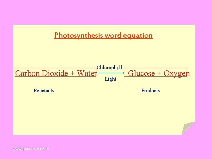 Photosynthesis word equation Chlorophyll Carbon Dioxide + Water Reactants www. juniorscience. ie Light Glucose