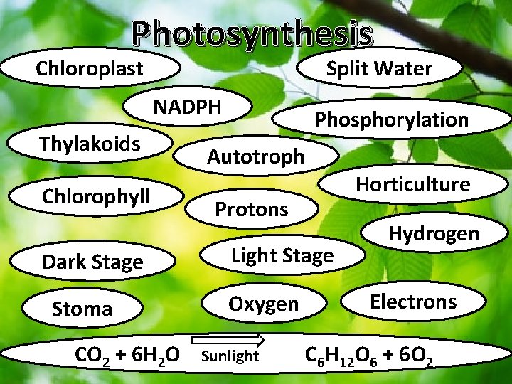 Photosynthesis Chloroplast Split Water NADPH Thylakoids Chlorophyll Dark Stage Stoma CO 2 + 6