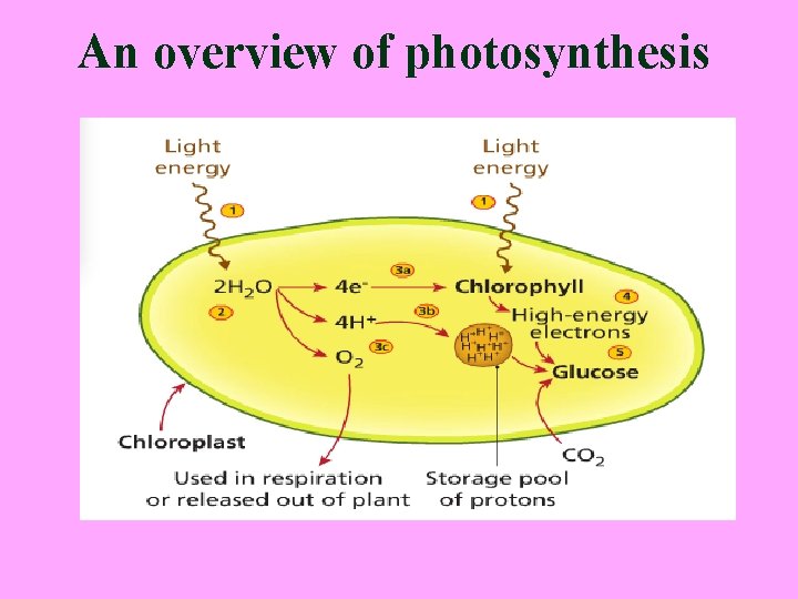 An overview of photosynthesis 