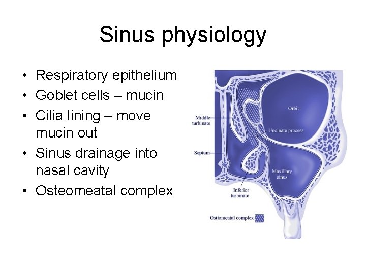 Sinus physiology • Respiratory epithelium • Goblet cells – mucin • Cilia lining –