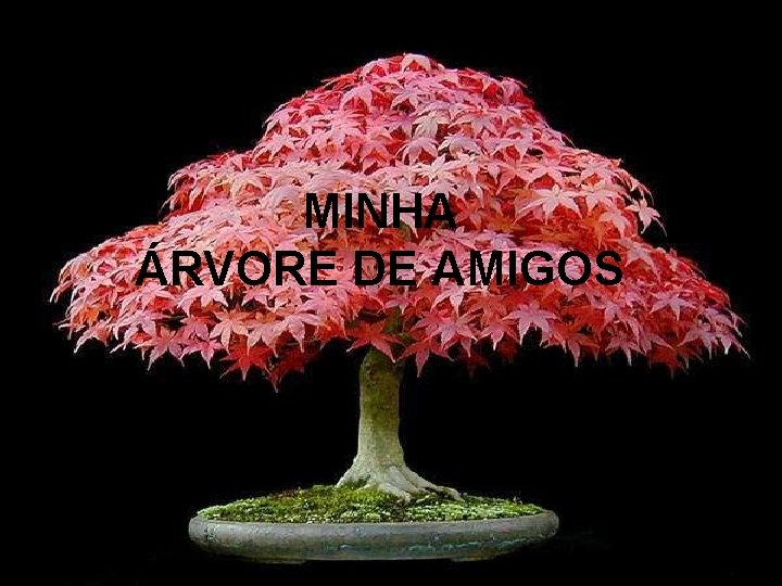 MINHA ÁRVORE DE AMIGOS 