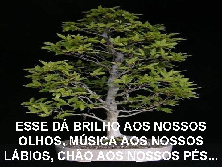 ESSE DÁ BRILHO AOS NOSSOS OLHOS, MÚSICA AOS NOSSOS LÁBIOS, CHÃO AOS NOSSOS PÉS.