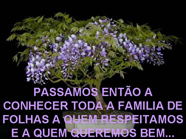 PASSAMOS ENTÃO A CONHECER TODA A FAMILIA DE FOLHAS A QUEM RESPEITAMOS E A PASSAMOS ENTÃO A CONHECER TODA A FAMILIA DE FOLHAS A QUEM RESPEITAMOS E A