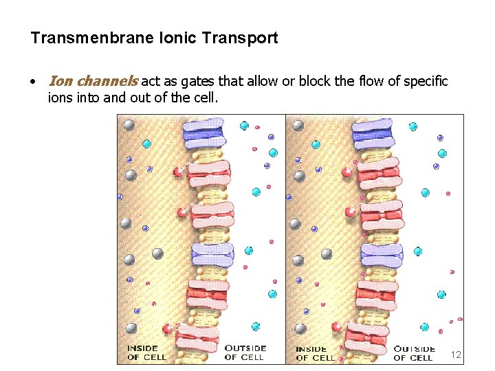 Transmenbrane Ionic Transport • Ion channels act as gates that allow or block the