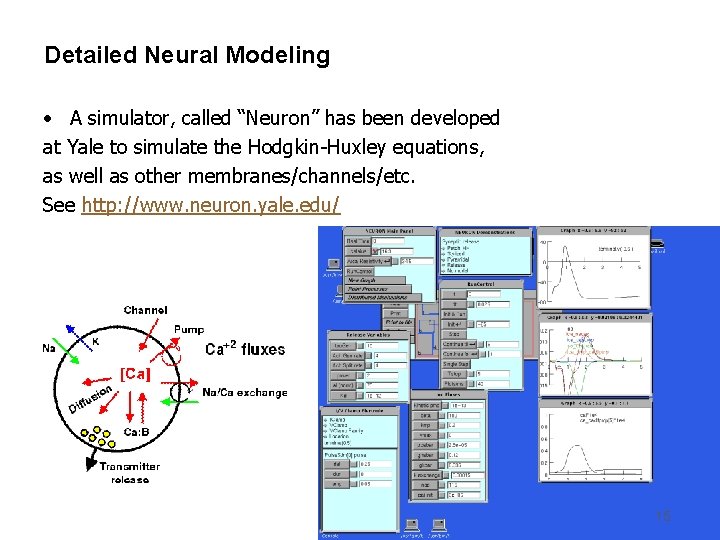 Detailed Neural Modeling • A simulator, called “Neuron” has been developed at Yale to