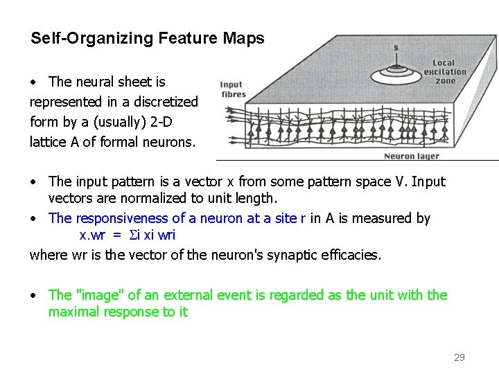 Self-Organizing Feature Maps • The neural sheet is represented in a discretized form by