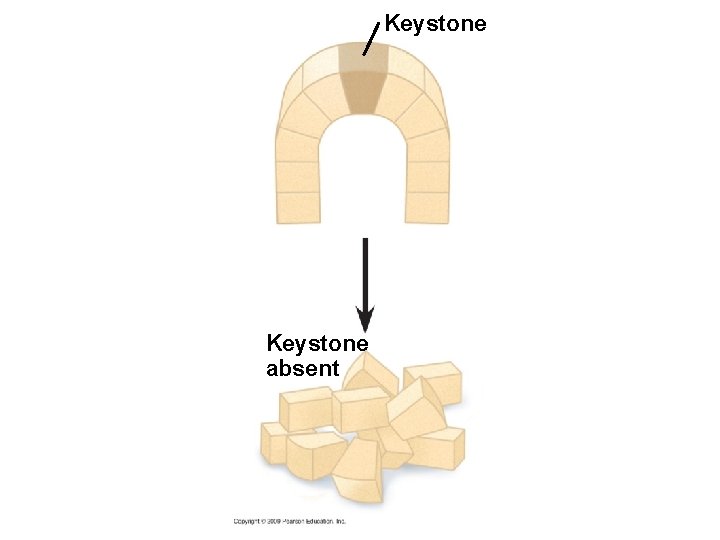 COMMUNITY STRUCTURE AND DYNAMICS Copyright 2009 Pearson Education