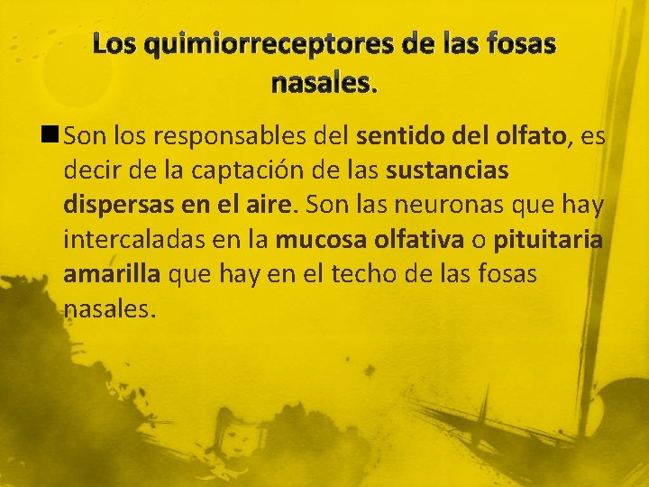 Los quimiorreceptores de las fosas nasales. n Son los responsables del sentido del olfato,