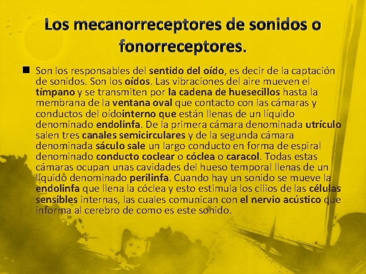 Los mecanorreceptores de sonidos o fonorreceptores. n Son los responsables del sentido del oído,