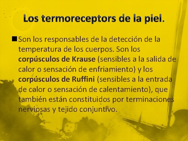 Los termoreceptors de la piel. n Son los responsables de la detección de la