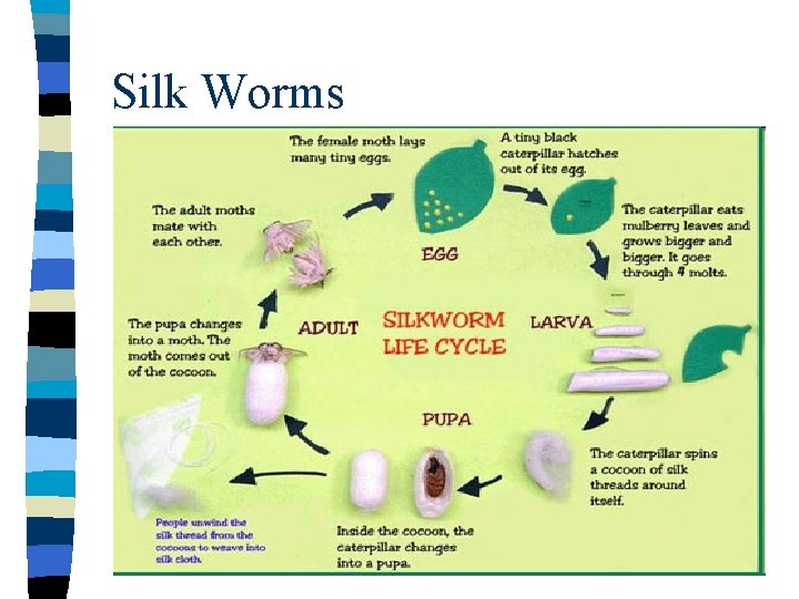 Silk Worms 