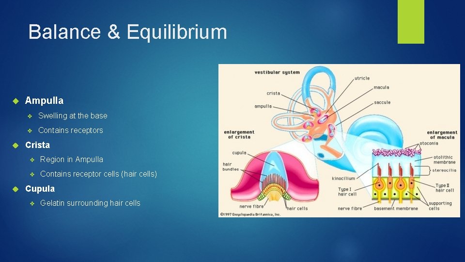 Balance & Equilibrium Ampulla v Swelling at the base v Contains receptors Crista v