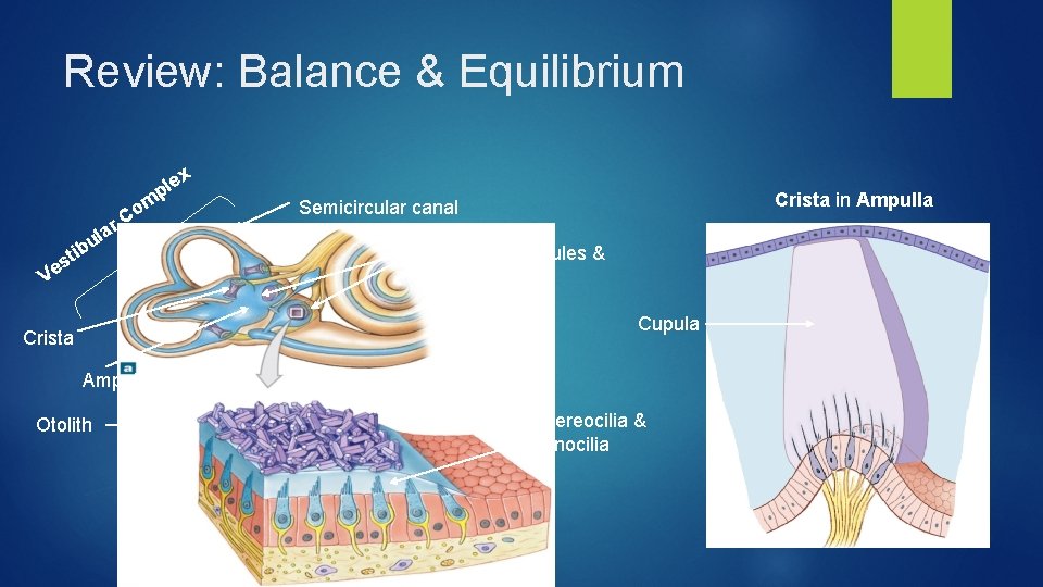 Review: Balance & Equilibrium ex l p ar l u m Co ib V