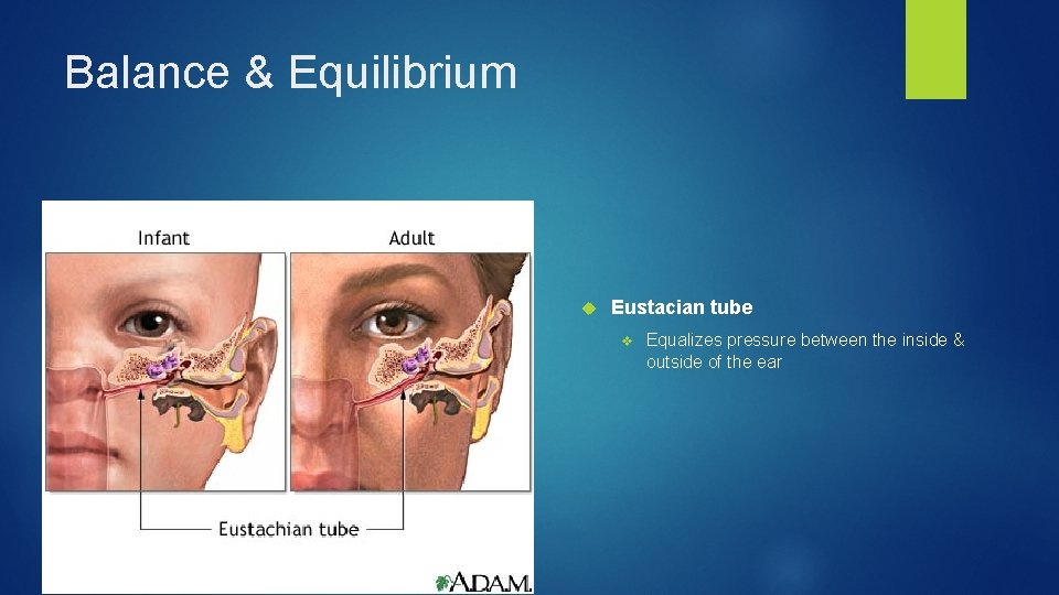 Balance & Equilibrium Eustacian tube v Equalizes pressure between the inside & outside of