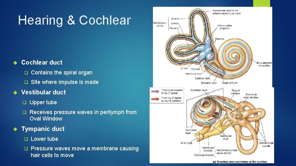 Hearing & Cochlear duct q Contains the spiral organ q Site where impulse is