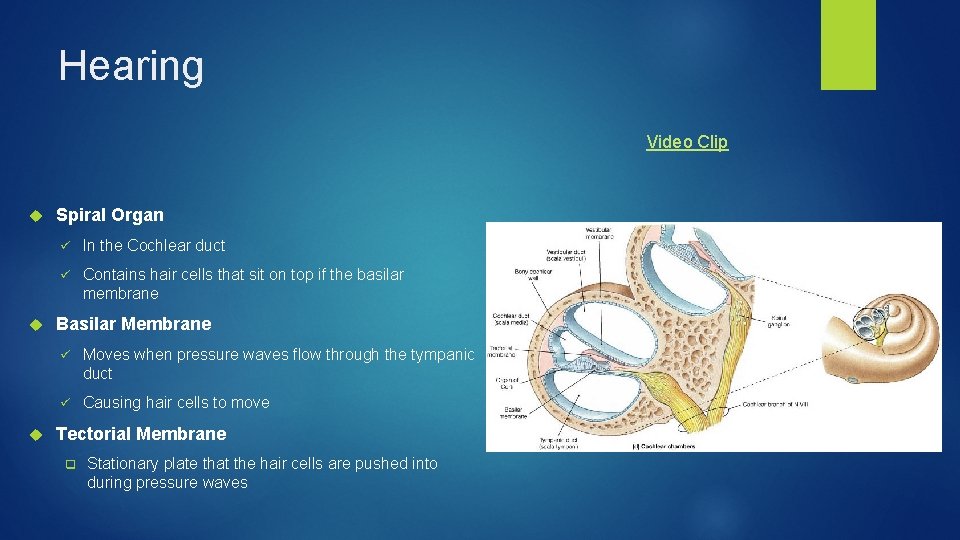 Hearing Video Clip Spiral Organ ü In the Cochlear duct ü Contains hair cells
