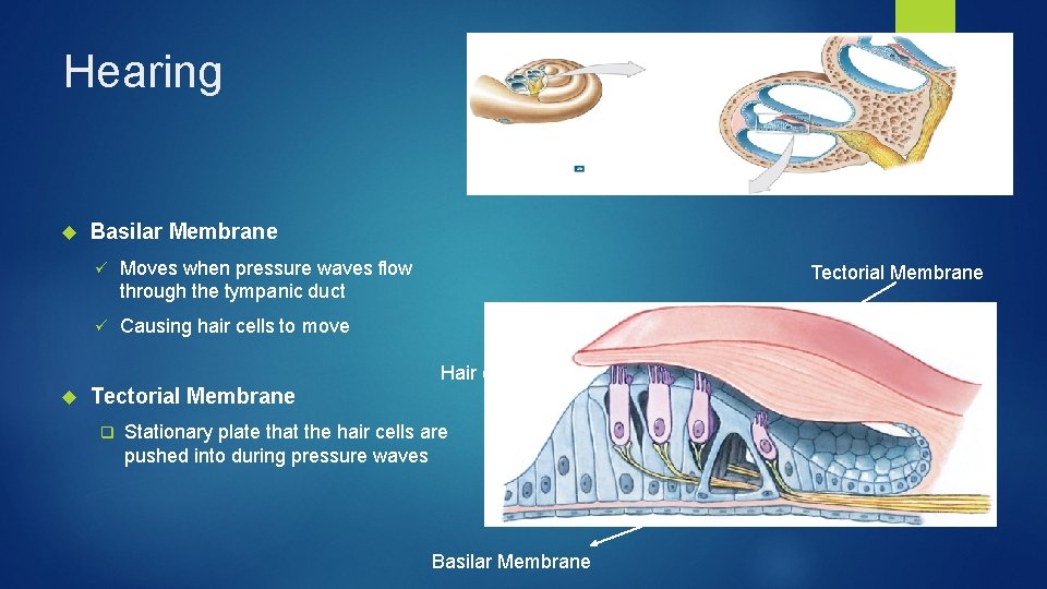 Hearing Basilar Membrane ü Moves when pressure waves flow through the tympanic duct ü