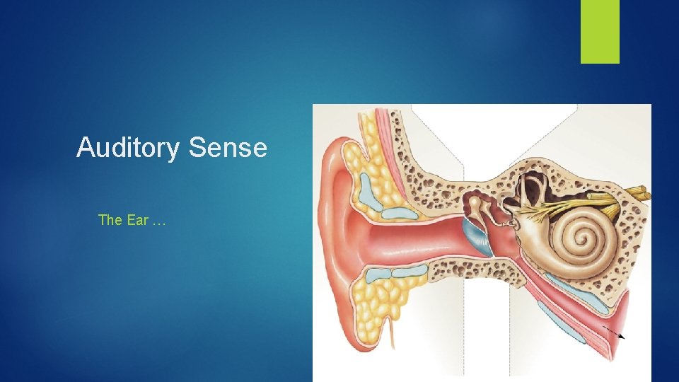 Auditory Sense The Ear … 