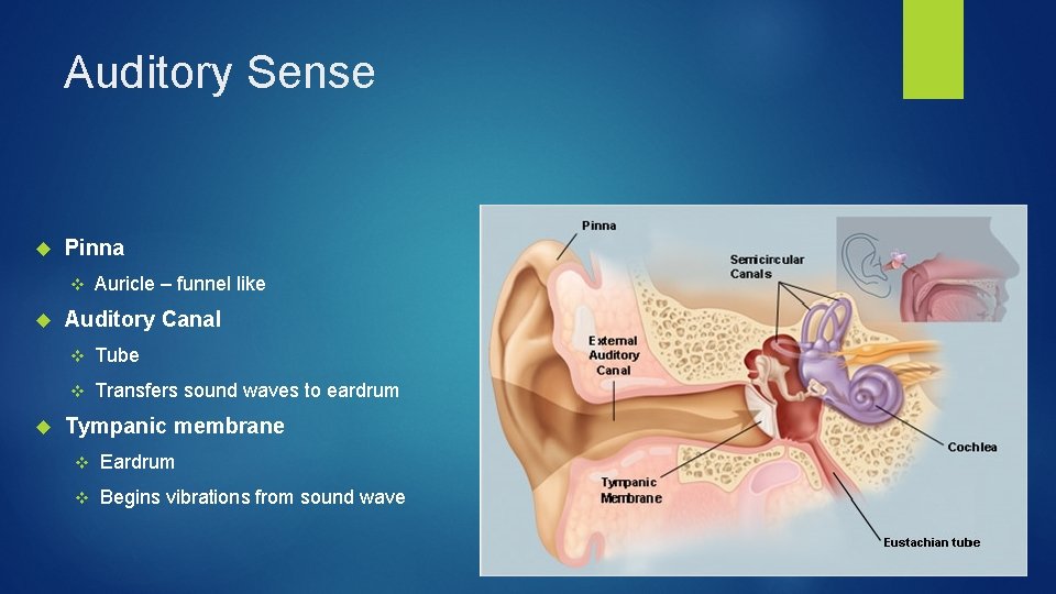 Auditory Sense Pinna v Auricle – funnel like Auditory Canal v Tube v Transfers