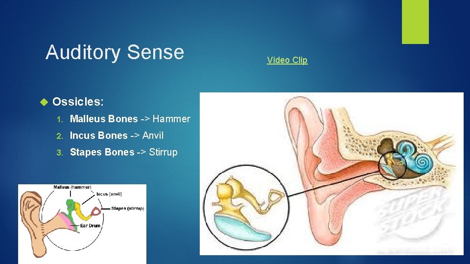 Auditory Sense Ossicles: 1. Malleus Bones -> Hammer 2. Incus Bones -> Anvil 3.