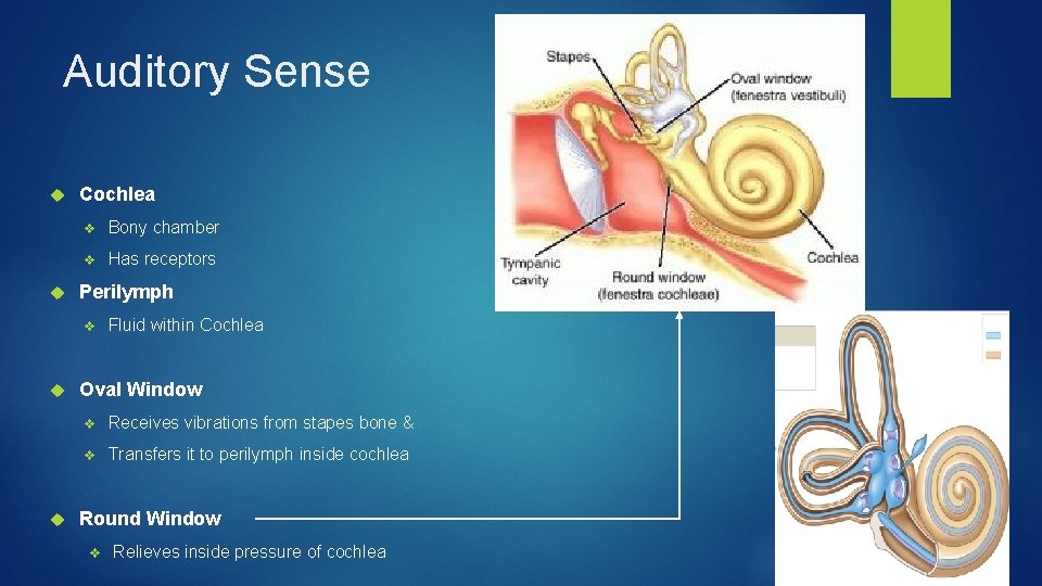 Auditory Sense Cochlea v Bony chamber v Has receptors Perilymph v Fluid within Cochlea