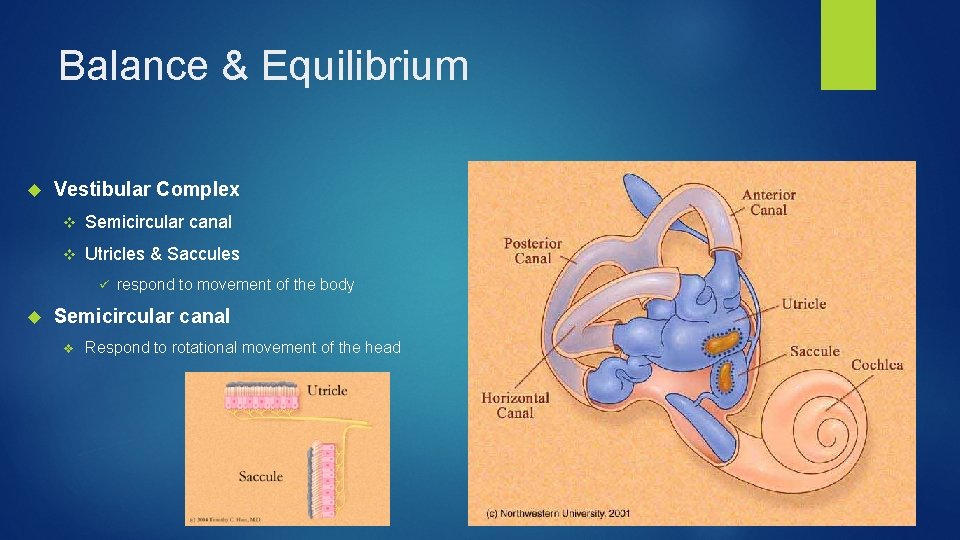 Balance & Equilibrium Vestibular Complex v Semicircular canal v Utricles & Saccules ü respond