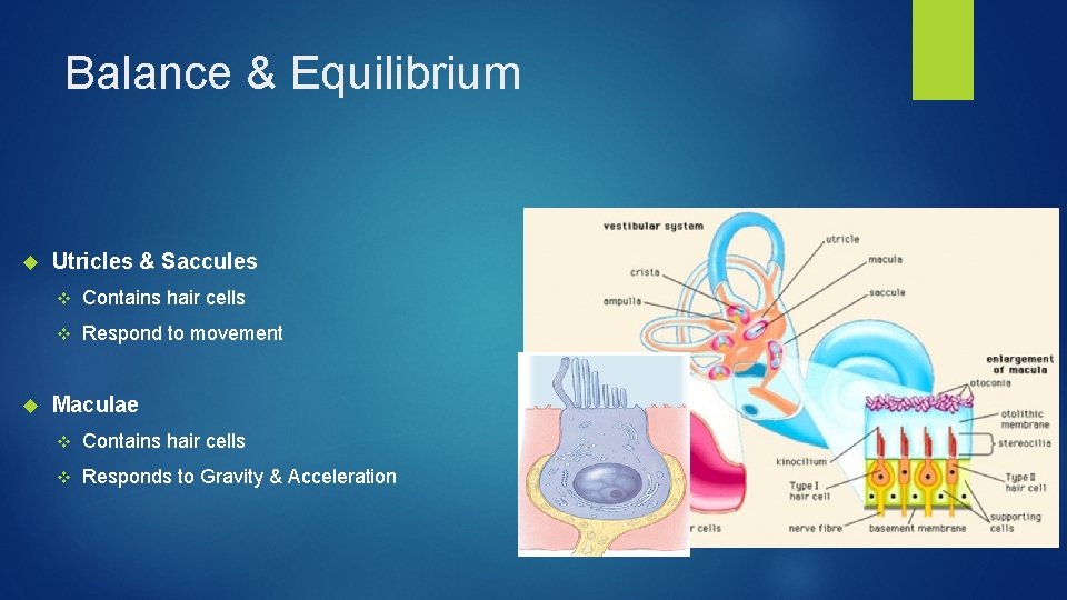 Balance & Equilibrium Utricles & Saccules v Contains hair cells v Respond to movement