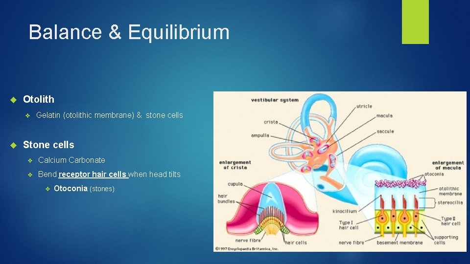 Balance & Equilibrium Otolith v Gelatin (otolithic membrane) & stone cells Stone cells v