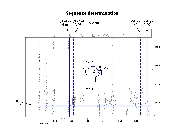 Sequence determination Lysine 