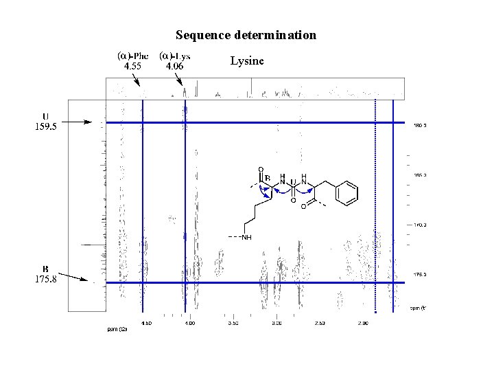 Sequence determination Lysine 
