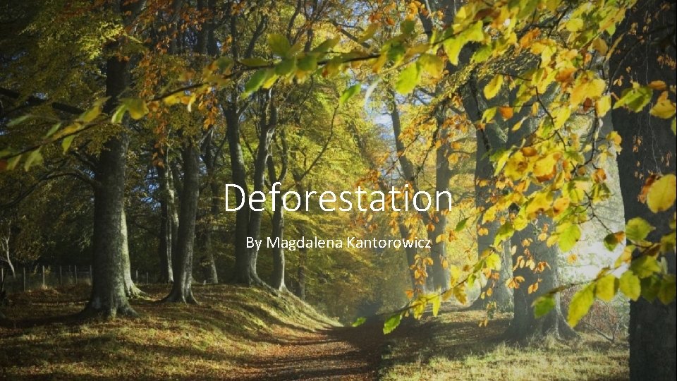 Deforestation By Magdalena Kantorowicz 