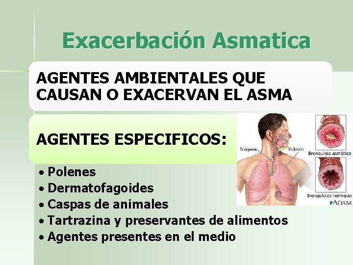 Exacerbación Asmatica AGENTES AMBIENTALES QUE CAUSAN O EXACERVAN EL ASMA AGENTES ESPECIFICOS: • Polenes