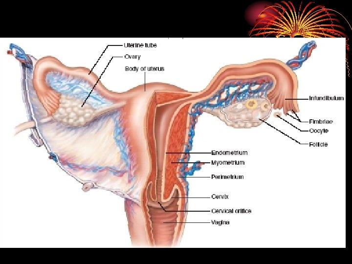 Internal Female Organs 
