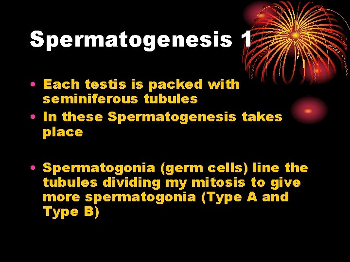 Spermatogenesis 1 • Each testis is packed with seminiferous tubules • In these Spermatogenesis