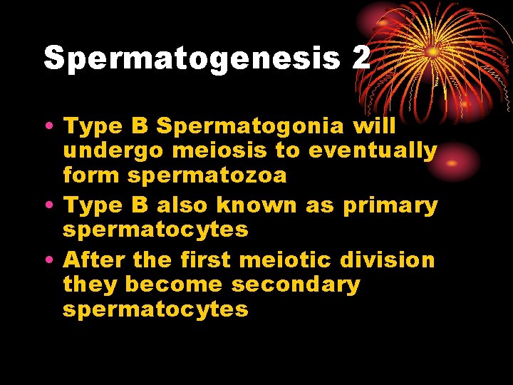 Spermatogenesis 2 • Type B Spermatogonia will undergo meiosis to eventually form spermatozoa •