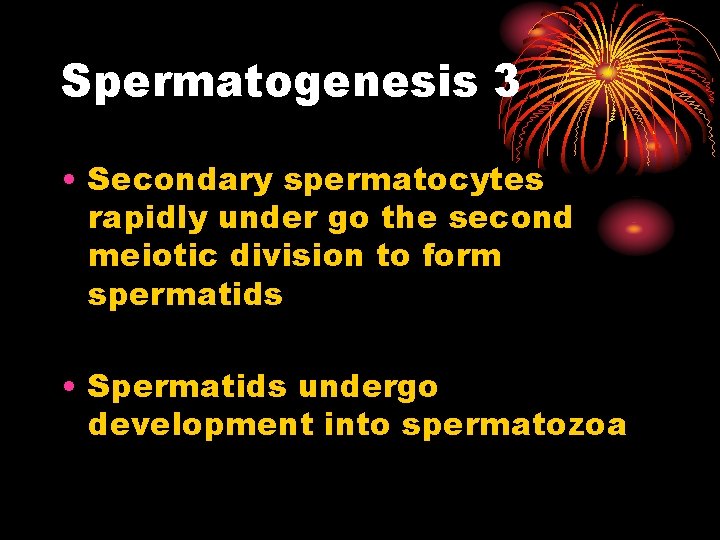 Spermatogenesis 3 • Secondary spermatocytes rapidly under go the second meiotic division to form