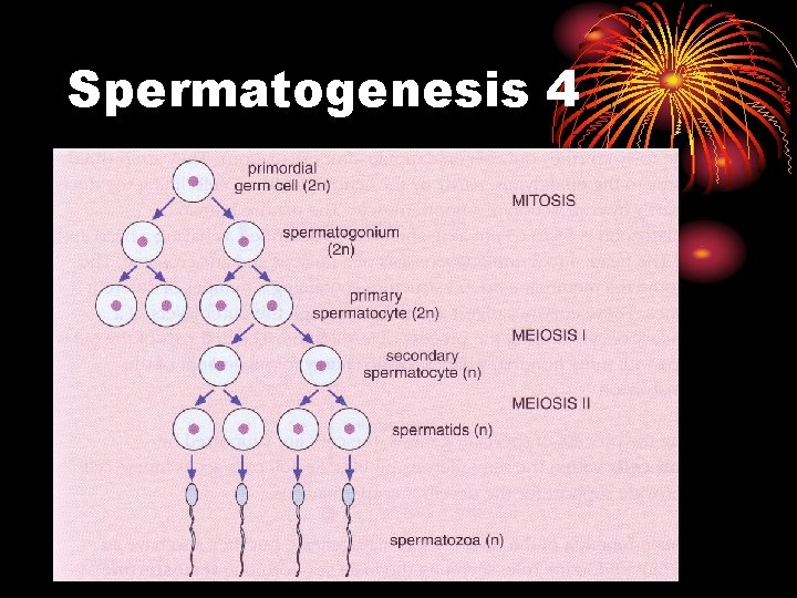 Spermatogenesis 4 