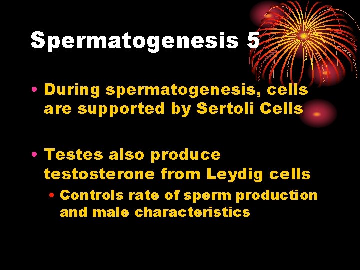 Spermatogenesis 5 • During spermatogenesis, cells are supported by Sertoli Cells • Testes also