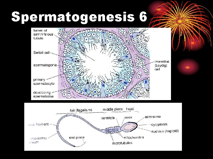 Spermatogenesis 6 