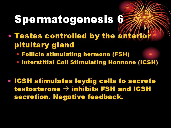 Spermatogenesis 6 • Testes controlled by the anterior pituitary gland • Follicle stimulating hormone