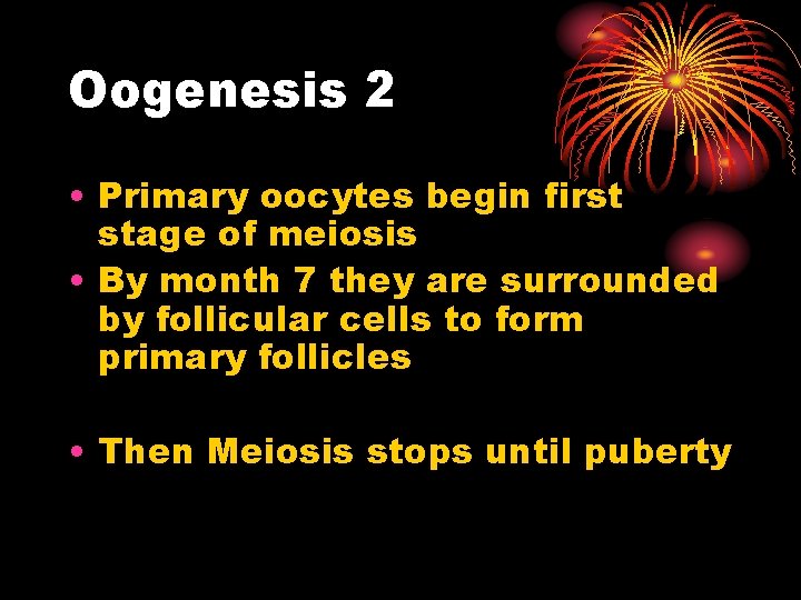 Oogenesis 2 • Primary oocytes begin first stage of meiosis • By month 7