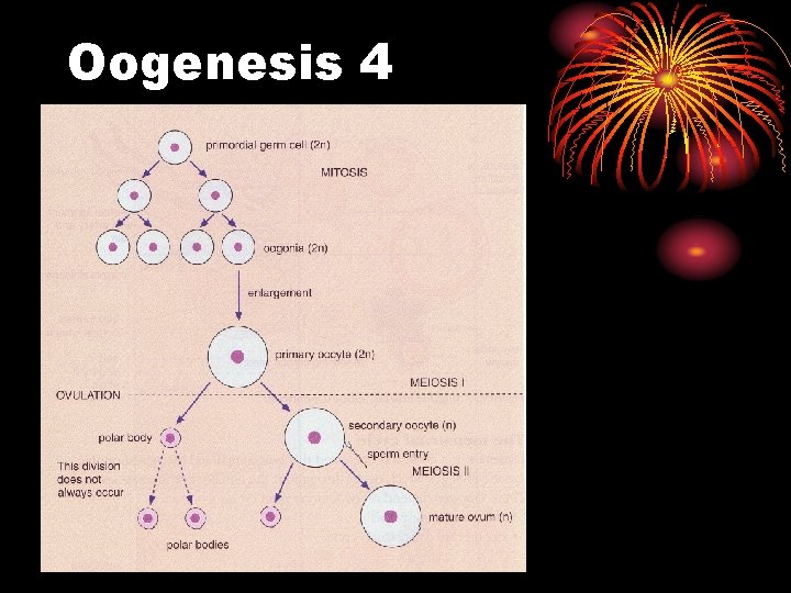 Oogenesis 4 
