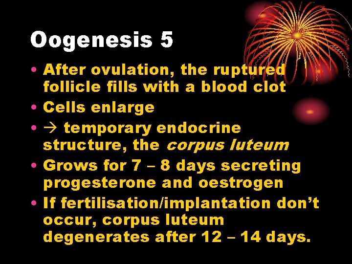 Oogenesis 5 • After ovulation, the ruptured follicle fills with a blood clot •
