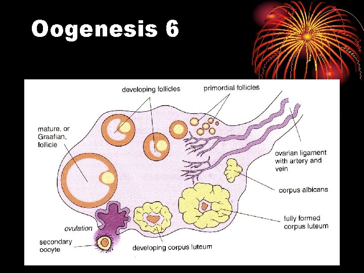 Oogenesis 6 