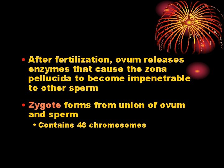  • After fertilization, ovum releases enzymes that cause the zona pellucida to become