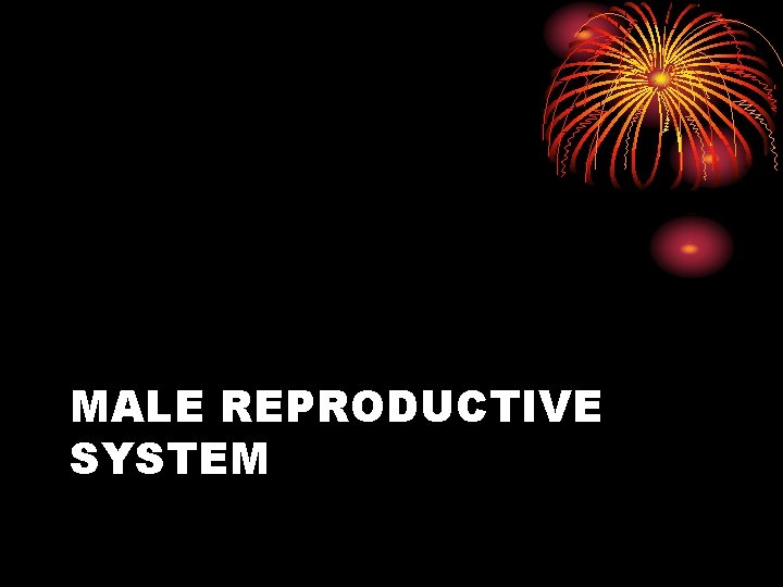 MALE REPRODUCTIVE SYSTEM 