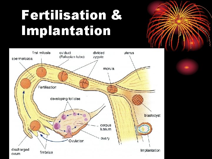 Fertilisation & Implantation 