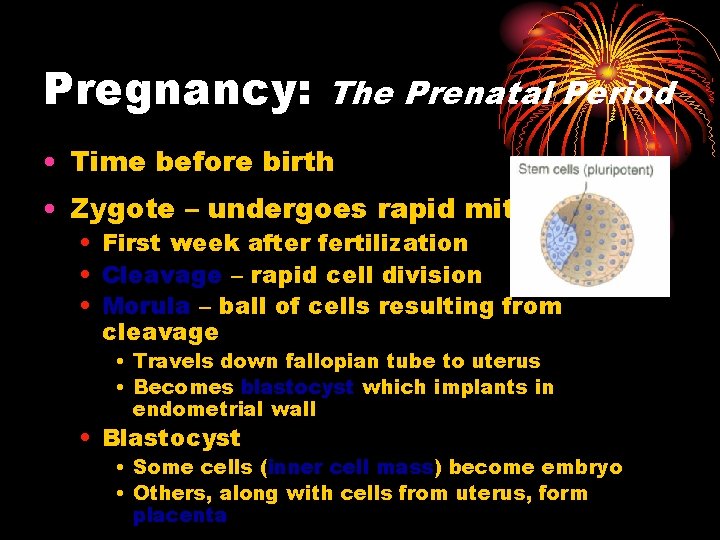 Pregnancy: The Prenatal Period • Time before birth • Zygote – undergoes rapid mitosis