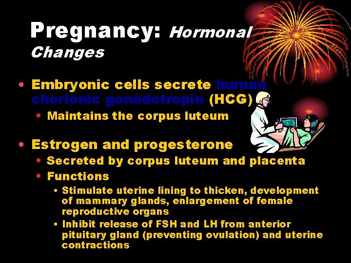 Pregnancy: Changes Hormonal • Embryonic cells secrete human chorionic gonadotropin (HCG) • Maintains the