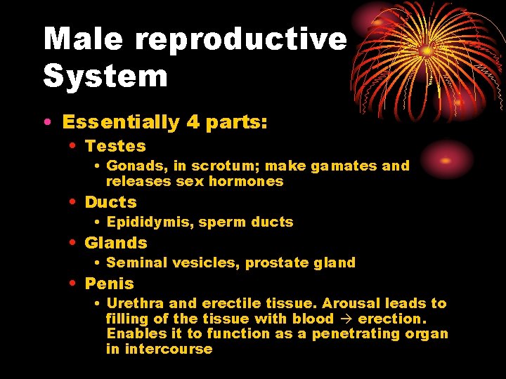Male reproductive System • Essentially 4 parts: • Testes • Gonads, in scrotum; make